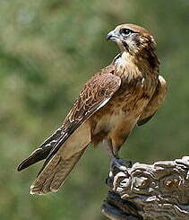 falconbird Falcon  