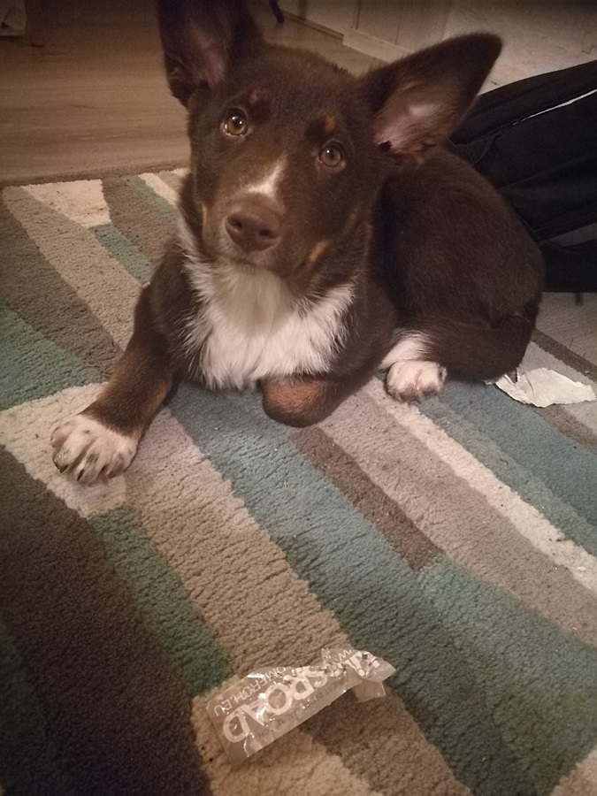 iqandotherbandsdog2.jpg (215.85 KiB) Viewed 2787 times iqandotherbandsdog2.jpg